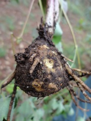 Psacalium paucicapitatum