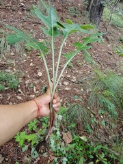 Psacalium paucicapitatum