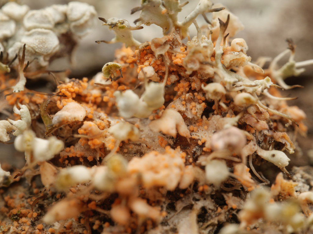 Erythricium aurantiacum · March 2026 · photo: © borjitaaa (iNaturalist, cc-by)