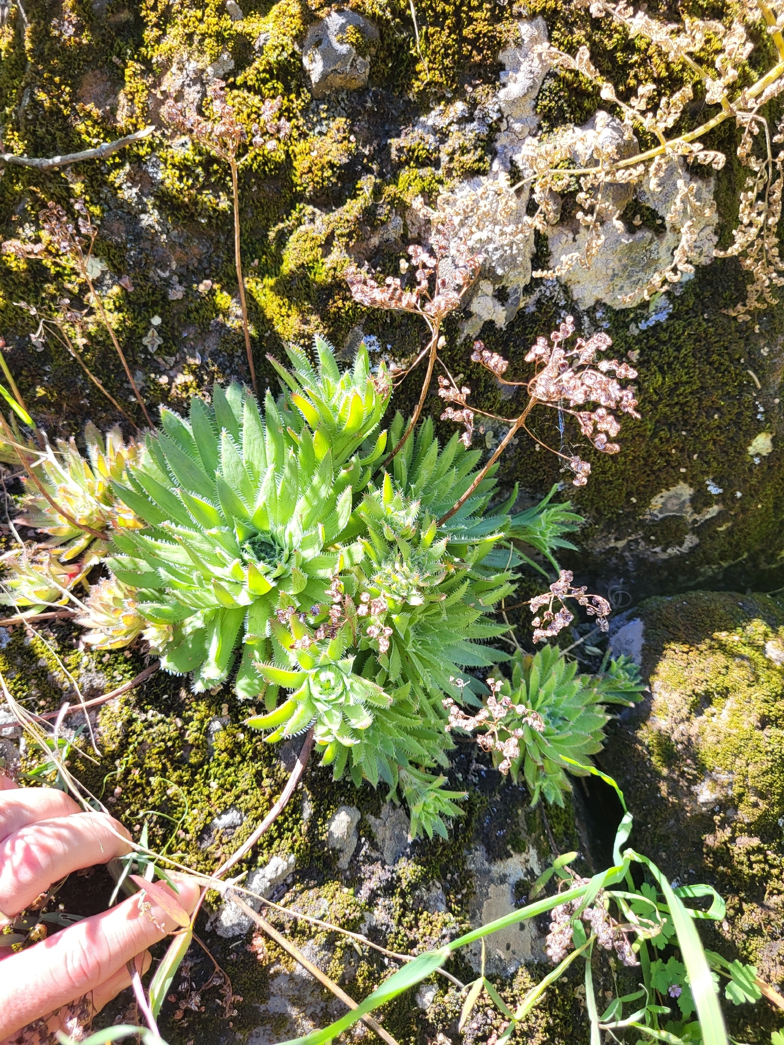 Aeonium Simsii (Aeonium simsii)