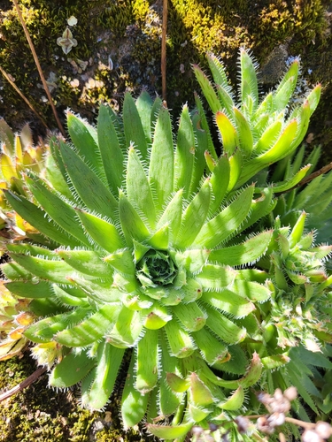 Aeonium simsii