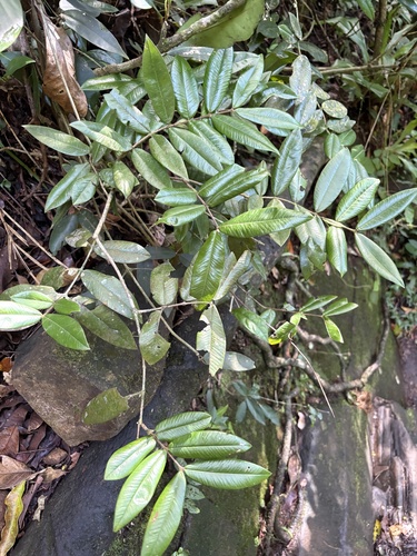 Yellow jaboticaba (Myrciaria glazioviana)
