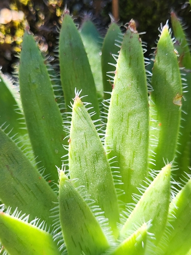 Aeonium simsii