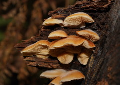 Crepidotus eucalyptorum