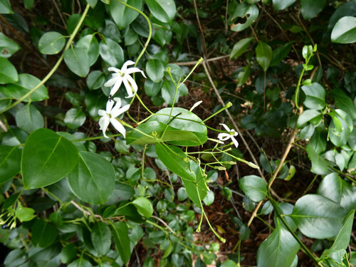 stiff jasmine (Jasminum simplicifolium)