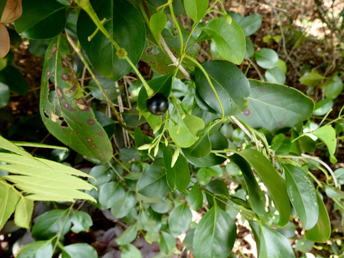 Jasminum simplicifolium, photograph 4