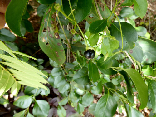 Jasminum simplicifolium, photograph 6