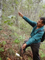 Psacalium paucicapitatum