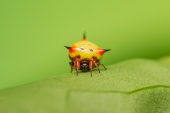 Phoroncidia reimoseri