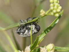 Heilipodus argentinicus