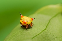 Phoroncidia reimoseri