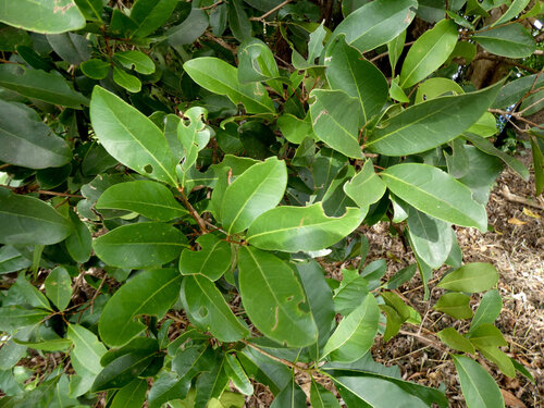 cannonball mangrove (Xylocarpus granatum)