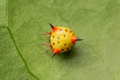 Phoroncidia reimoseri