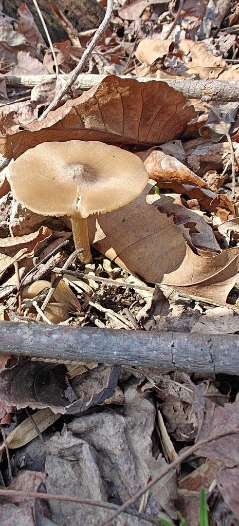 Entoloma vernum · April 2026 · photo: © markjones6 (iNaturalist, cc0)