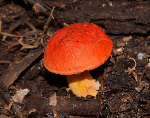 Burnt-orange Bolete