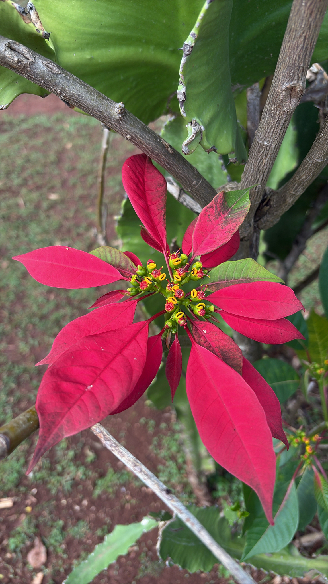 Poinsettia (Euphorbia pulcherrima)