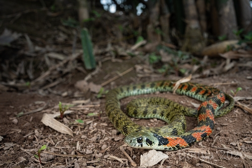 Chinese Tiger Keelback