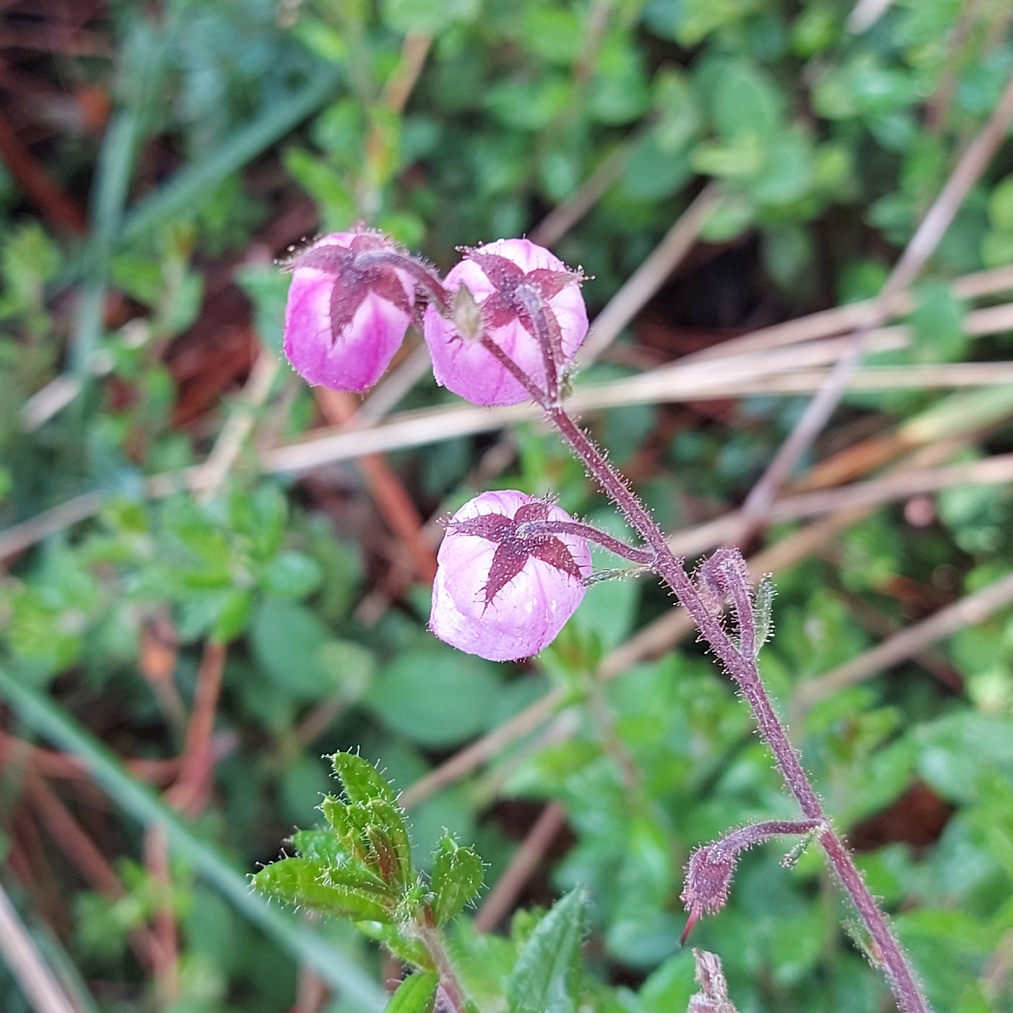 Daboecia (Daboecia cantabrica)