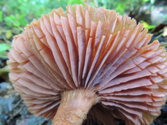 Laccaria squarrosa