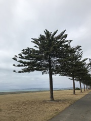 Araucaria heterophylla