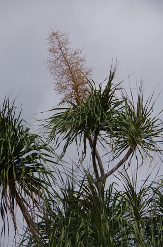 Image of Beaucarnea pliabilis by (c) Eric Knight, some rights reserved (CC BY)