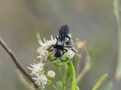 Reedomutilla pubescens