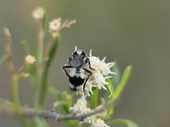 Reedomutilla pubescens
