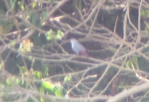 iNaturalist image