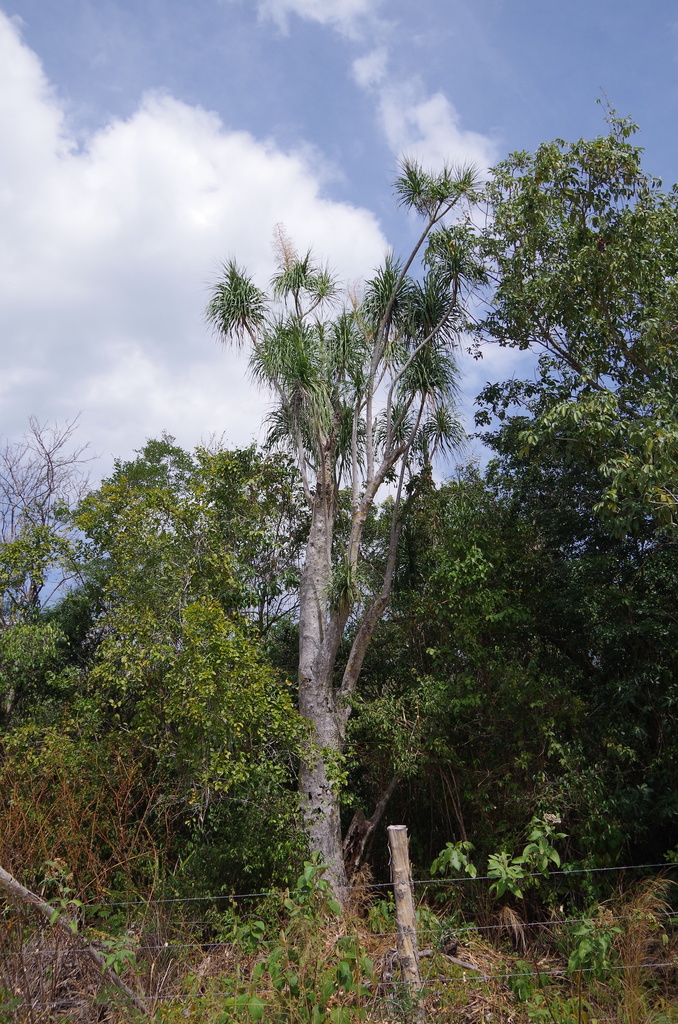 Beaucarnea pliabilis (Beaucarnea pliabilis)
