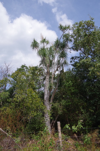 Beaucarnea pliabilis