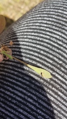 Krigia cespitosa cespitosa