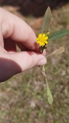Krigia cespitosa cespitosa