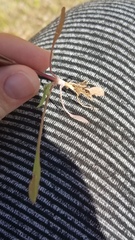 Krigia cespitosa cespitosa