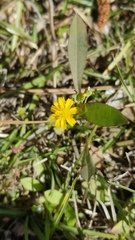 Krigia cespitosa cespitosa