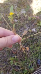 Krigia cespitosa cespitosa