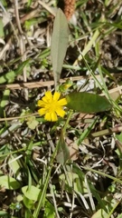 Krigia cespitosa cespitosa
