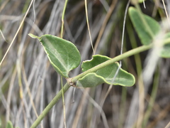 Mirabilis ovata