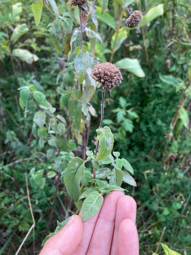 wild bergamot (Monarda fistulosa)
