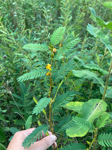 Partridge Pea (Chamaecrista fasciculata)