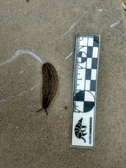 Phyllocaulis soleiformis