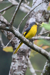 Pericrocotus flammeus