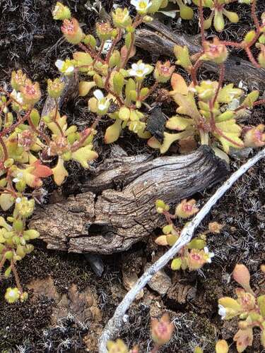 Rue-leaved Saxifrage