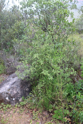 Redstem Asparagus (Asparagus rubicundus)