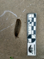 Phyllocaulis soleiformis