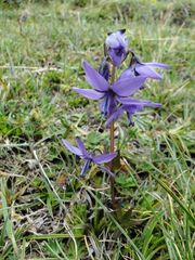 Gentianella rapunculoides