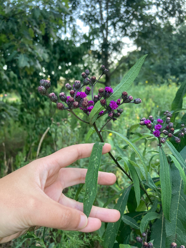 New York Ironweed (Vernonia noveboracensis)