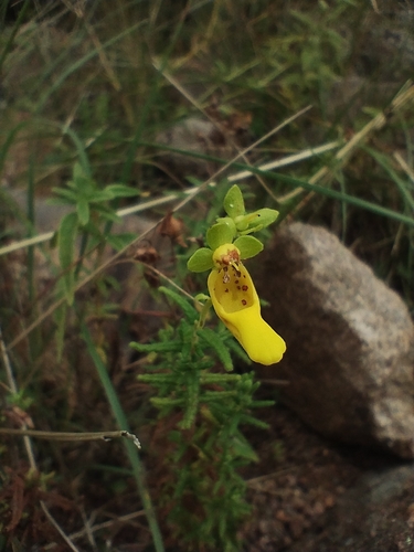 Calceolaria teucrioides (Calceolaria teucrioides)