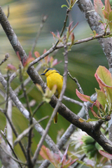 Pericrocotus flammeus