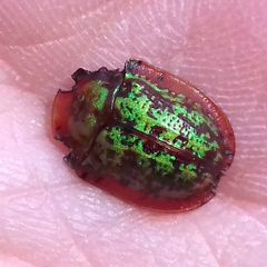 Cassida canaliculata