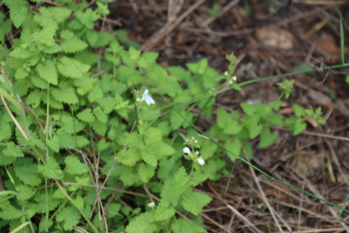 African Stachys (Stachys aethiopica)
